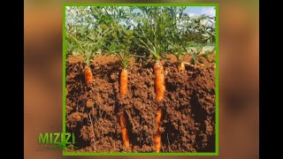 Carrot farming in Kenya  A guide Mizizi [upl. by Siroval]