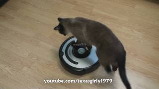 Cat shows HOW TO use iRobot Roomba Vacuum [upl. by Cr345]