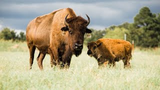 How to start your own Bison herd [upl. by Aidan]