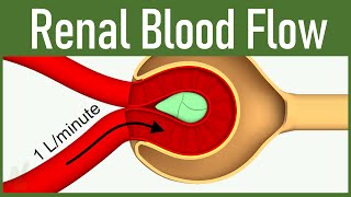 06 Renal Blood Flow [upl. by Nesnaj]