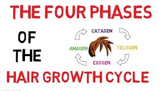 Understanding The Hair Growth Cycle  Adam Explains [upl. by Malaspina]