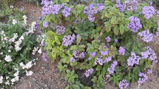 Heliotropium arborescens White amp Purple Helitrope [upl. by Eissehc800]