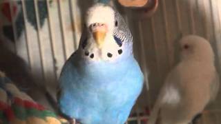 Female BudgieParakeet Chirping Cotton [upl. by Htebasile]