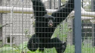 「おっさんの叫び声」？フクロテナガザル人気 名古屋・東山動植物園 [upl. by Nimrac]