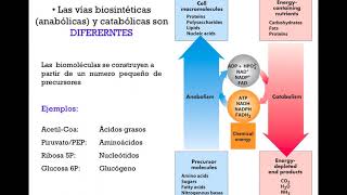 Interrelaciones metabólicas y principios generales de la regulación metabólica  DRE [upl. by Vyky]