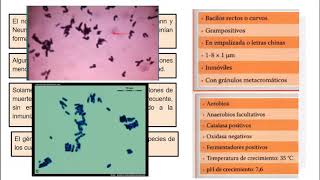 Corynebacterium Diphtheriae  Microbiologia Médica [upl. by Rusell770]