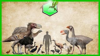 Flightless Birds Size Comparison Living Extinct [upl. by Tena]