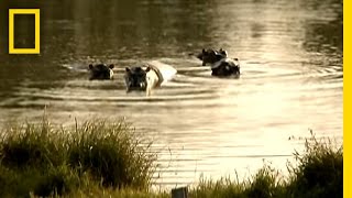 Pablo Escobars Hippos  National Geographic [upl. by Ahsienroc909]