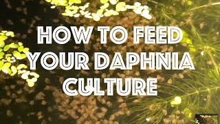 How To Feed Your Daphnia Culture [upl. by Fons]