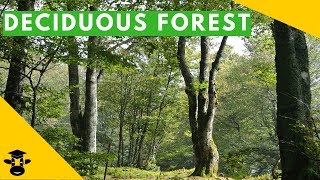 The temperate deciduous forest biome [upl. by Anerac]