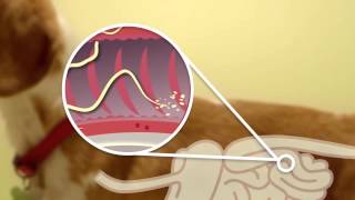 Warding off intestinal parasites [upl. by Stasny]