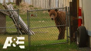 Alaska PD Bear Removed by Kodiak Police Season 1  AampE [upl. by Rakia181]