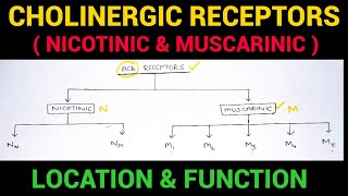 Autonomic Pharmacology  3  Cholinergic Receptors  EOMS [upl. by Naujid]