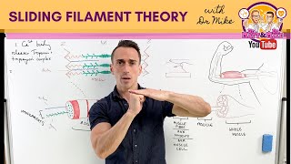 Sliding Filament Theory  Muscle Contraction [upl. by Ahsikit]