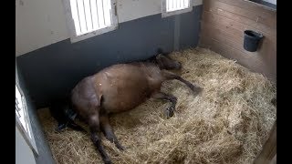 Horse Giving Birth on Mothers Day  The Dodo Live [upl. by Nosaes]