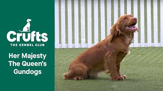 Her Majesty The Queens Gundog Display  Crufts 2022 [upl. by Malinde380]