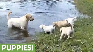 Labrador father teaches his puppies to swim [upl. by Airetahs]