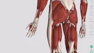 Skeletal Muscles  Complete Anatomy [upl. by Eirene]