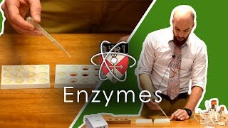 Enzymes  GCSE Science Required Practical [upl. by Amorete]