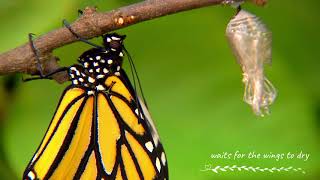 Butterfly Metamorphosis  How Caterpillars Turn Into Butterflies [upl. by Emalee974]