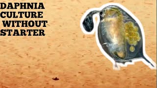 HOW TO CULTURE DAPHNIA NATURALLY WITHOUT A STARTER [upl. by Meeka45]