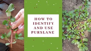 How to identify and use purslane [upl. by December]