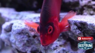 Focus on Fish  Flame Hawkfish [upl. by Sabella219]