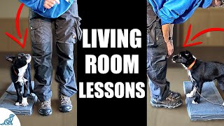 5 Puppy Training Exercises You Should Do EVERY DAY At Home  Living Room Lessons [upl. by Floris]