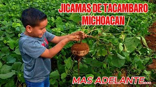 SACANDO JICAMAS DE TACAMABRO MICHOACÀN [upl. by Ynnej]