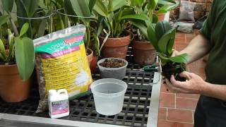 How to Repot a Phalaenopsis Orchid [upl. by Suivatna895]