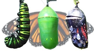 Monarch Butterfly Metamorphosis Timelapse FYV [upl. by Laurens259]