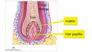 Hair Hair follicle and Nail Structure [upl. by Mikah]