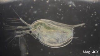 Daphnia magna under the Microscope [upl. by Euqininod]