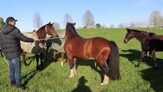 Mapperley Stud Teaser Stallions [upl. by Cleave465]