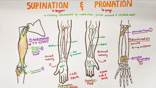 Supination and Pronation in forearm  Anatomy [upl. by Rockefeller]