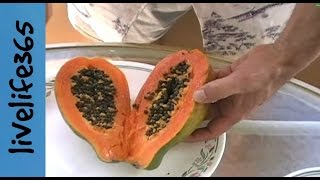 How toEat a Papaya [upl. by Inobe]