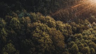 The Forest  Cinematic Drone Footage [upl. by Mihe]