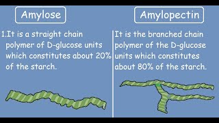 The starch amp amylase experiment [upl. by Animaj]