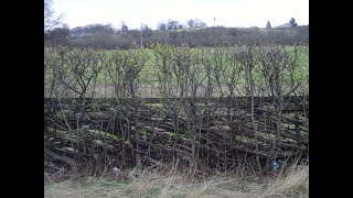 Hedgelaying Yorkshire style [upl. by Ilario914]