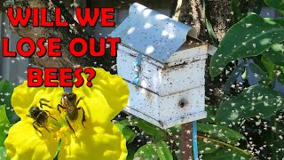 Australian Native Bee Swarm [upl. by Boswall]