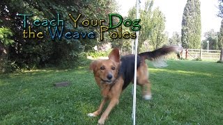 Teach Your Dog the Weave Poles  In Four Steps  Dog Agility [upl. by Brinkema899]