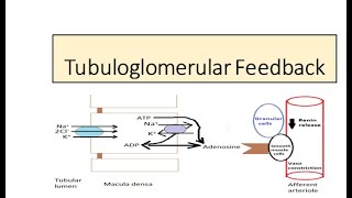 Tubuloglomerular feedback Autoregulation [upl. by Ahsaei775]