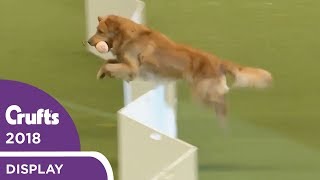 The Gundogs put on a Banging Display at Crufts 2018 [upl. by Airdua944]