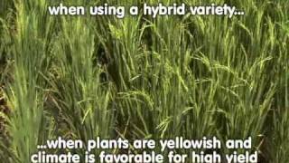 3 Tillering and Panicle Initiation Tales of Ryza  The ABCs of proper nutrition for rice plants [upl. by Kwok]