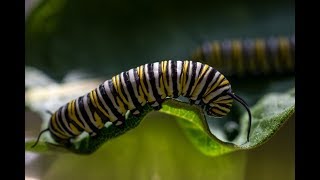 Milkweed amp the Monarch Butterfly Life Cycle [upl. by Murage]