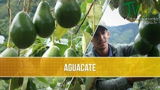 Cuales son las Variedades de Aguacate  TvAgro por Juan Gonzalo Angel [upl. by Ahsinyt467]