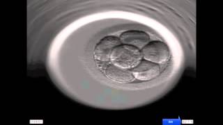 Entwicklung eines menschlichen Embryos [upl. by Gwenny]