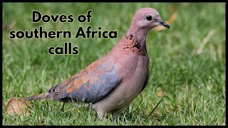 Doves of southern Africa calls [upl. by Hanfurd8]