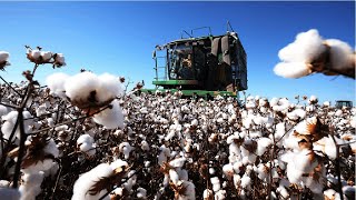 How Cotton Processing in Factory Cotton Cultivation  Cotton Farming and Harvest [upl. by Ellison]