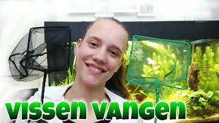 VISSEN VANGEN makkelijk en snel aquariumvissen uitvangen Nickey [upl. by Elyac165]